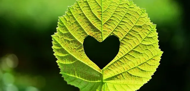 Grünes Herz Bedeutung: was 💚 im Chat und bei WhatsApp heißt