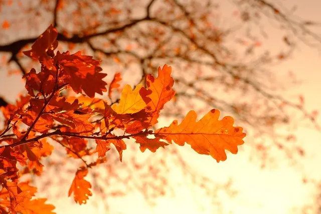 Herbstgedichte: Klassiker, kurze Verse und Herbstsprüche