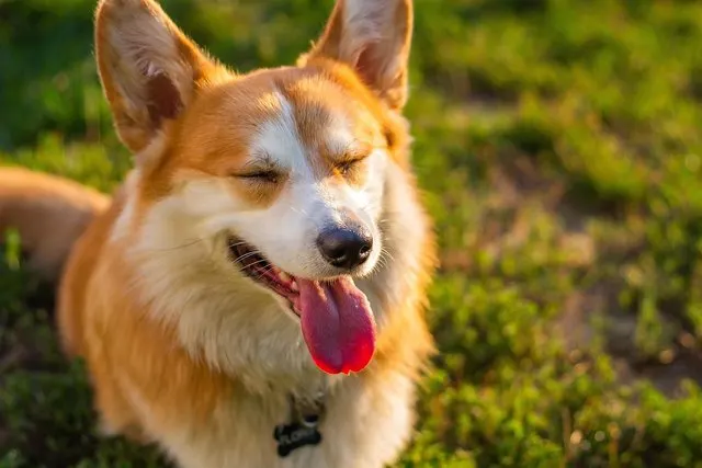 Hunde Sprüche: 130 kurze, lustige und emotionale Sätze