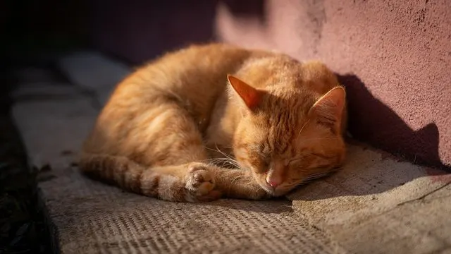 Katzen Sprüche: über 130 lustige, kurze und liebevolle Sprüche