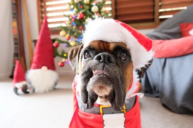 Lustige Weihnachtsgedichte: 43 Verse mit Pointe und Klassiker