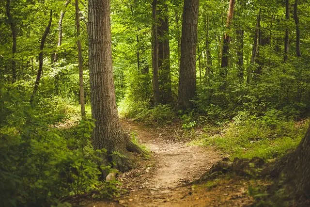 Natur Sprüche: 134 Sätze und Zitate über Wald, Meer und Berge