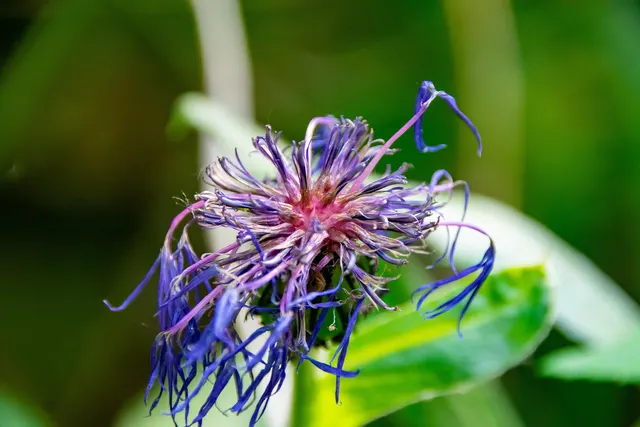 Trauma Bonding: Warum du nicht gehen kannst und wie du dich befreist